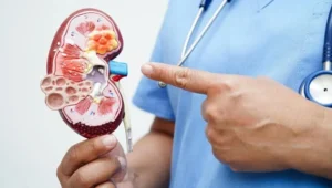 A healthcare professional pointing at a model of a human kidney to explain its structure.